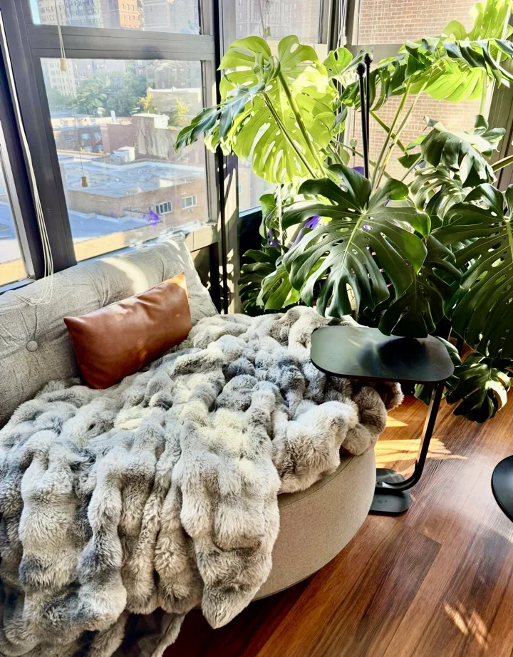 Window seating beside a large monstera, with a leather pillow and soft throw